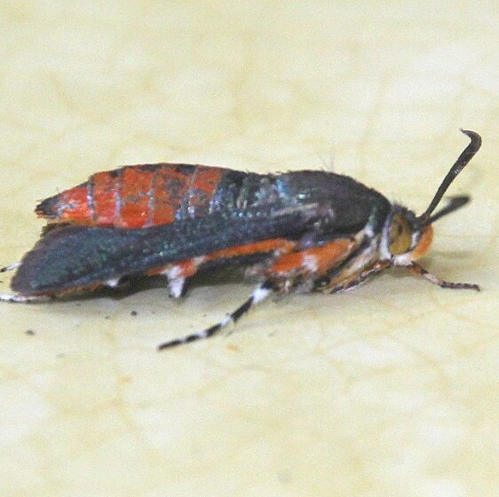 2536 Squash Vine Borer Moth yard 7-21-22