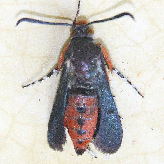 2536-Squash-Vine-Borer-Moth-yard-7-21-22-2
