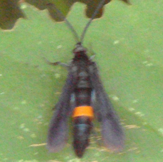 2583 Peachtree Borer Davidson Swamp Oh 7-25-12