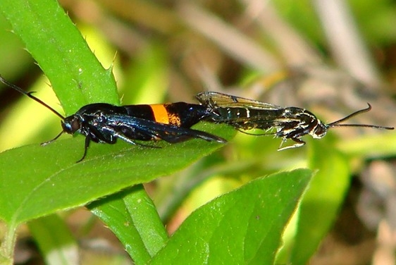 2583 Peachtree Borer mated pair Ora Anderson Trail 7-27-11
