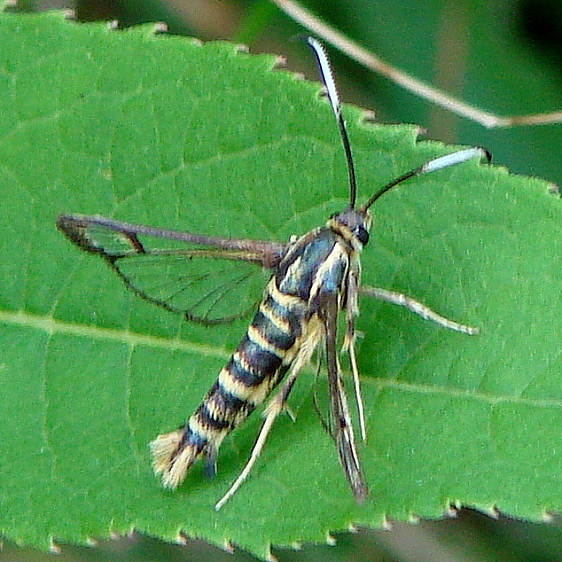 2596 Ironweed Clearwing Moth Deep Woods Hocking Co Oh 8-7-2010_opt