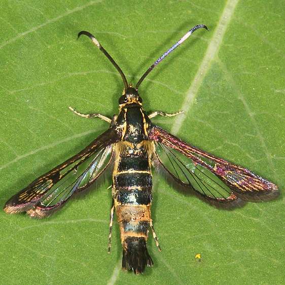 2596 Ironweed Clearwing Moth yard 7-4-19