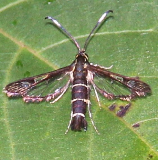 2600 Carmenta ithacae Shawnee St Pk Panoramic Loop Shawnee St Forest Ohio 8-6-16
