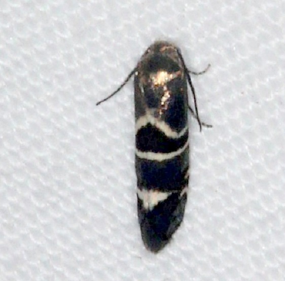 2626.1 Phormoestes palmettovora Oscar Scherer St Pk 3-14-15
