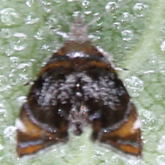 2629 Skullcap Skeletonizer Moth Perry St Forest Oh 8-10-19