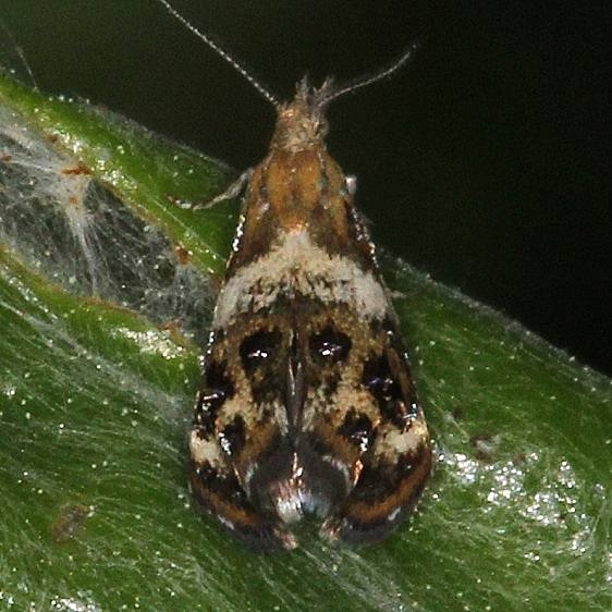 2648 Tebenna onustana Thunder Lake UP Mich 6-18-16 (2a)_opt