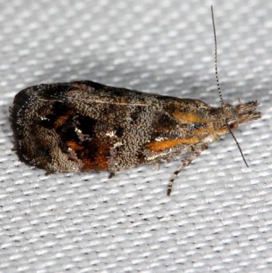 2649 Tebenna carduiella Kissimmee Lake St Pk 3-9-14