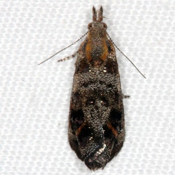 2649 Tebenna carduiella Kissimmee Lake St Pk Fl 3-9-14