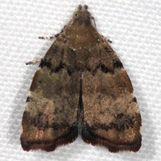2650 Apple Leaf Skeletonizer Moth yard 10-4-16_opt