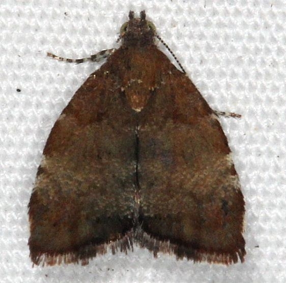 2650 Apple Leaf Skeletonizer Moth yard 7-17-14