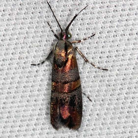 2653 Slosson's Metalmark Moth Lucky Hammock Everglades 2-23-14