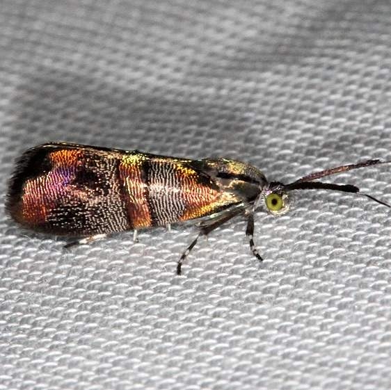 2653 Slosson's Metalmark Moth Lucky Hammock Everglades 2-23-14