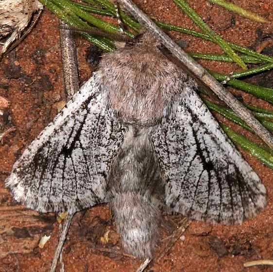 2657 Inguromorpha itzalana Colorado National Monument 6-18-17 (25)_opt