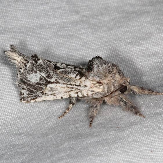 2666 Givera lucretia tentative White House Campground Grand Staircase Escalante Utah 5-26-17 (14)_opt