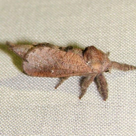 2668 Anna Carpenterworm Moth Kissimmee Lake St Pk 2-24-12