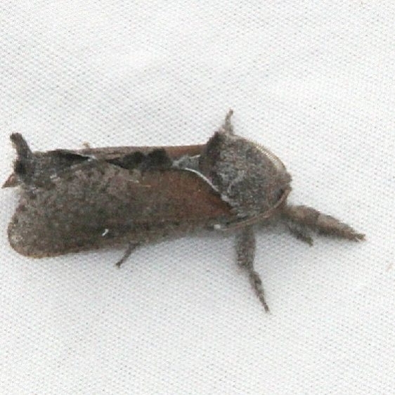 2668 Anna Carpenterworm Moth check if out west Fool Hollow Lake St Pk Ariz 5-24-17 (6)_opt