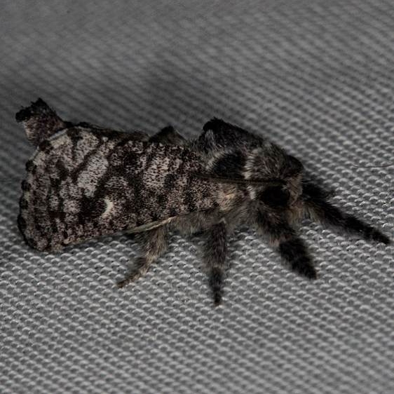 2671 Givira francesca Pine Glade Lake Everglades 2-21-14