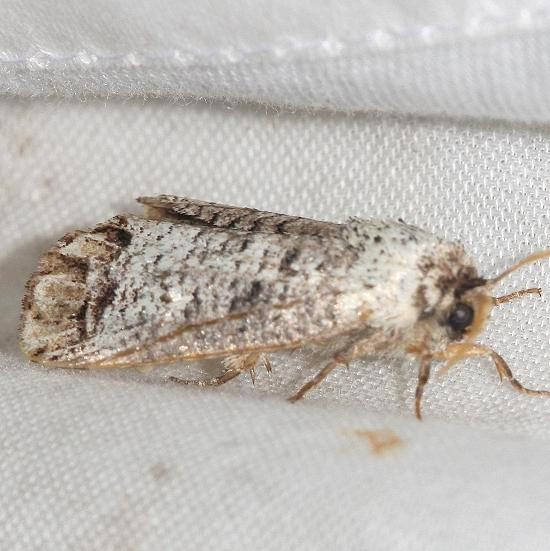 2674 Pecan Carpenterworm Moth Lake Kissimmee St Pk Fl 2-26-13