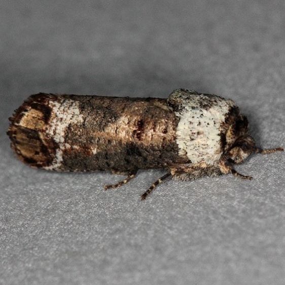 2674 Pecan Carpenterworm Moth Silver Lake Cypress Glenn Fl 3-19-15