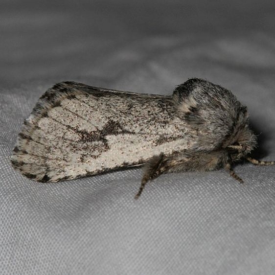 2686 Comadia bertholdi Black Canyon at the Gunnison Natl Pk Colorado 6-13-17 (23)_opt
