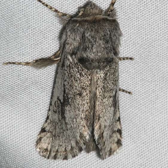 2686 Comadia bertholdi Black Canyon at the Gunnison Natl Pk Colorado 6-13-17 (24)_opt