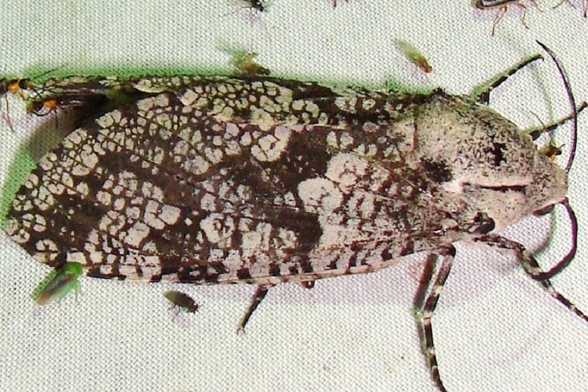 2693 Carpenterworm Moth yard 5-31-11