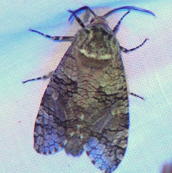 2694 Little Carpenter Moth Adams Co at Challet Oh 5-17-08