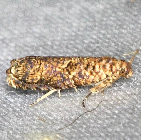 2701 Episimus argutana yard 7-17-13