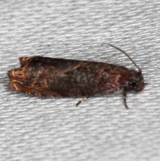 2701 Sumac Leaftier Moth Collier Seminole St Pk 2-26-14