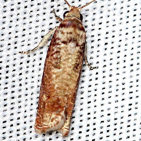 2701 Sumac Leaftier Moth Pineland Everglades Natl Pk 3-8-13