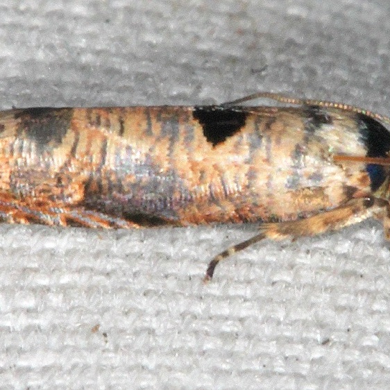 2701.2 Episimus transferrana Collier-Seminole St Pk Fl 3-3-21