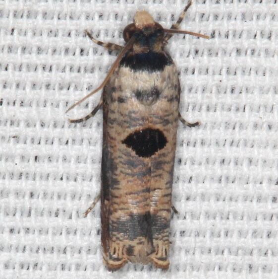 2701.2-Episimus-transferrana-Collier-Seminole-St-Pk-Fl-3-3-21-2