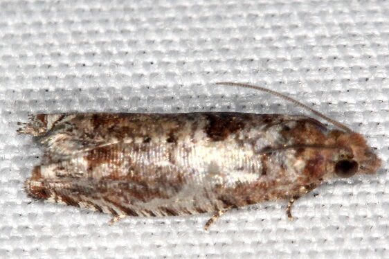 2702 Episimus augmentana-BG-Lake-Kissimmee St Pk Fl 2-28-22