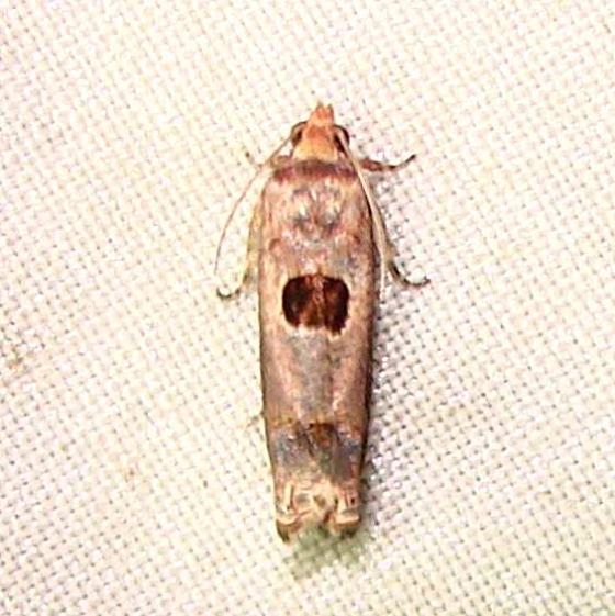 2702 Episimus augmentana Mahogany Hammock Everglades National Park 2-25-12