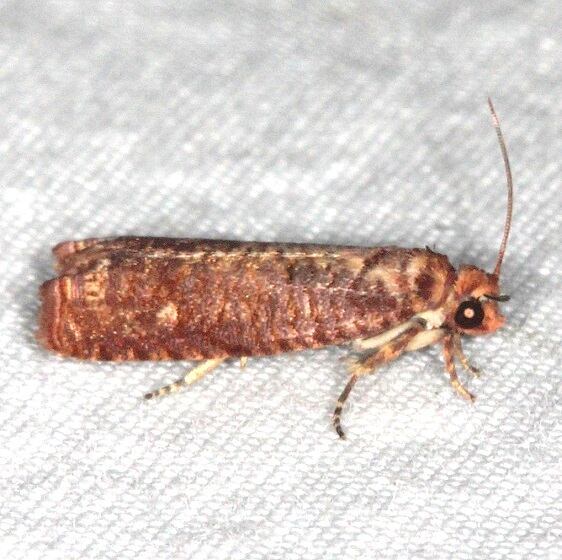 2702.3 Episimus nesoites Collier-Seminole-St-Pk-Fl-3-7-15-1