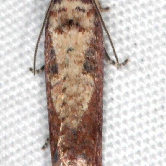 2702.3-Episimus-nesoites-Collier-Seminole-St-Pk-Fl-3-7-15-2