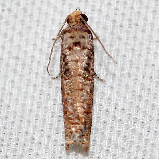 2702.3 Episimus nesoites Pineland Everglades Natl Pk 3-8-13
