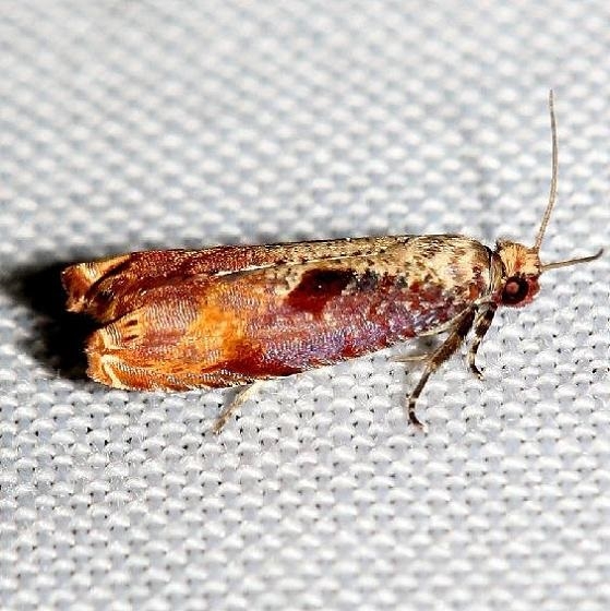 2703 Maple Tip Borer Moth Little Talbot Island State Park Fla 2-19-13