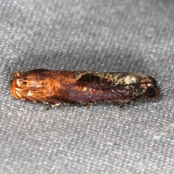 2703 Maple Tip Borer Moth Rodman Campground Fl 3-20-14