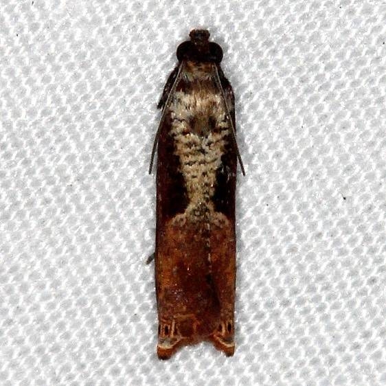 2703 Maple Tip Borer Moth Rodman Campground Fl 3-20-14