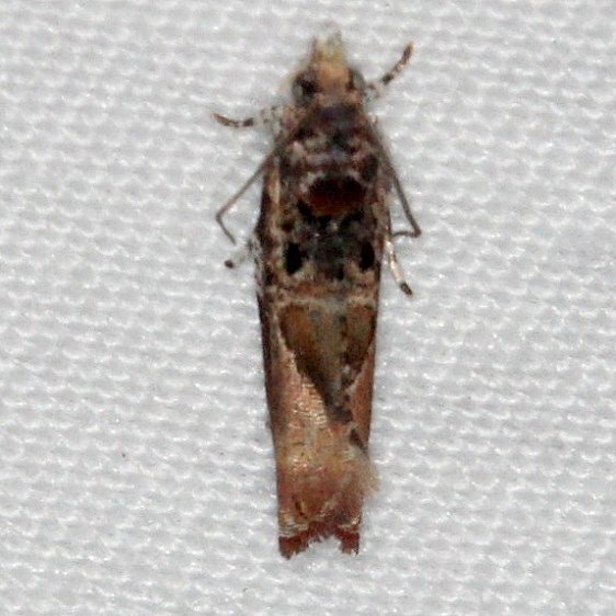 2704 Cacocharis cymotoma Bader