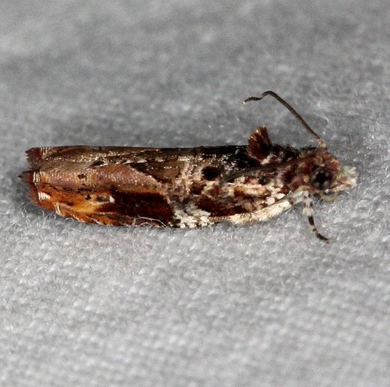 2704 Cacocharis cymotoma Bader