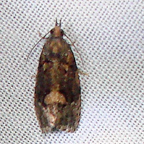 2704.1 Cryptaspasma bipenicilla tenative BG Bear Lake Parking Lot Flamingo Evergladesa 3-1-12 (47)_opt