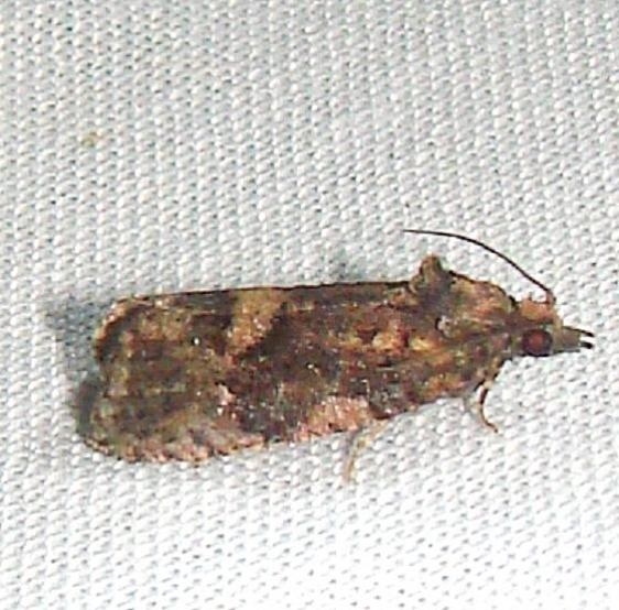 2704.1 Cryptaspasma bipenicilla tenative BG Bear Lake Parking Lot Flamingo Evergladesa 3-1-12 (48)_opt