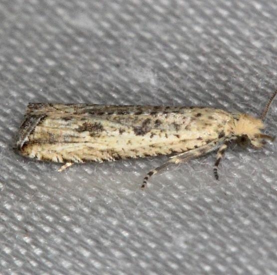 2707 Javelin Moth yard 7-30-13