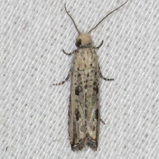 2707 Javelin Moth yard 7-30-13