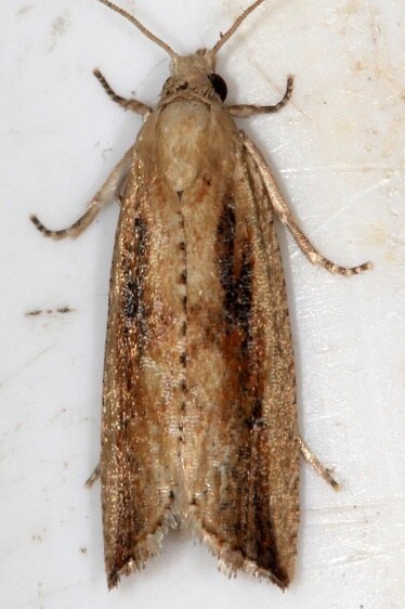 2708 Bactra maiorina Bear-Isand-Big-Cypress Preserve Fl 3-4-22