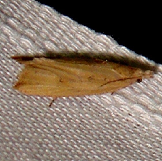 2708 Bactra maiorina Kissimmee Lake State Park 2-24-12 (26)_opt