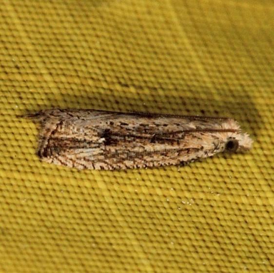 2709 Bactra priapeia Collier Seminole St Pk 3-2-14