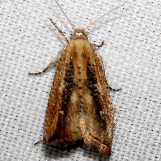 2709 Bactra priapeia Kissimmee Prairie St Pk Fl 3-17-13